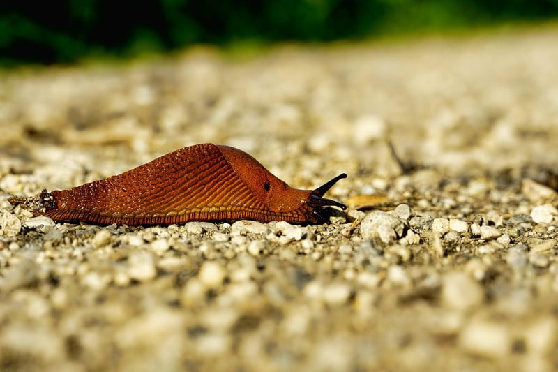 Dealing with Snails